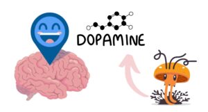 the effects of cordyceps on dopamine