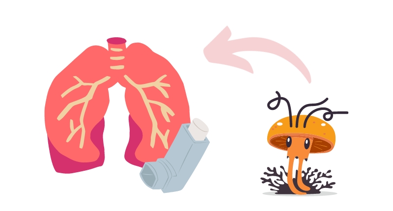 cordyceps asthma