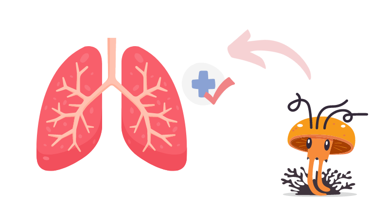 CORDYCEPS BENEFITS LUNGS